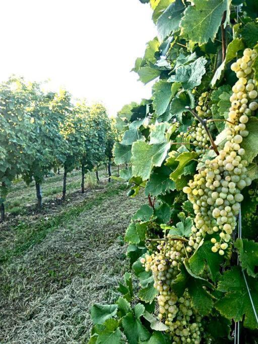 Relax Nelle Colline Del Prosecco Διαμέρισμα Pederobba Εξωτερικό φωτογραφία